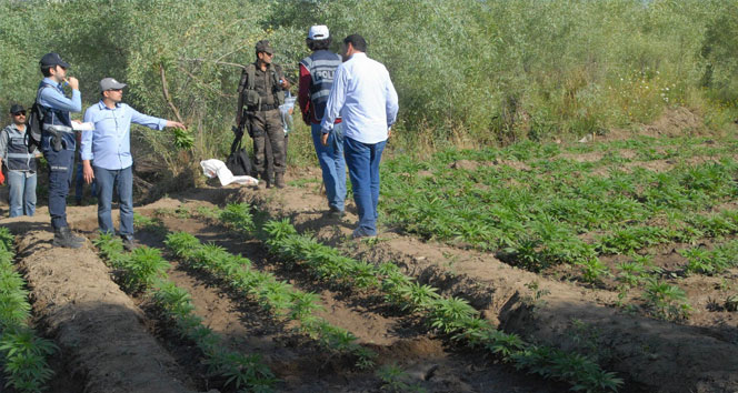 Diyarbakır’da dev uyuşturucu operasyonu: Tam 1 milyon kök