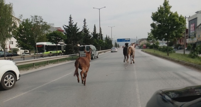 İki at, bir eşek şehri birbirine kattı