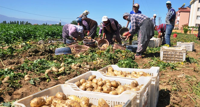 Pazarcılar satılmayan patatesleri çöpe dökmeye başladı