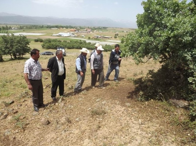 Seydişehir’in Bazı Mahallerini Çekirgeler İstila Etti