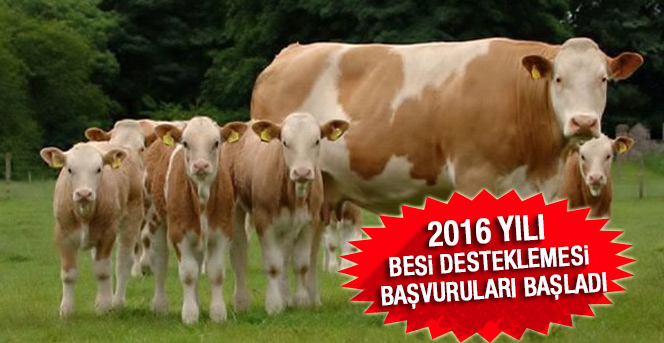 2016 Yılı Besi Desteklemesi Başvuruları Başladı