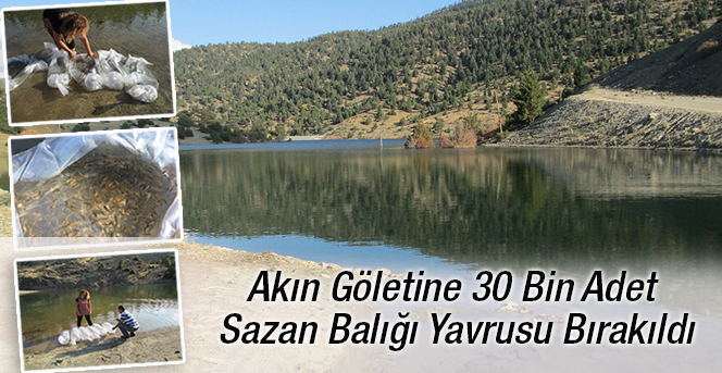 Akın Göletine 30 Bin Adet Sazan Balığı Yavrusu Bırakıldı