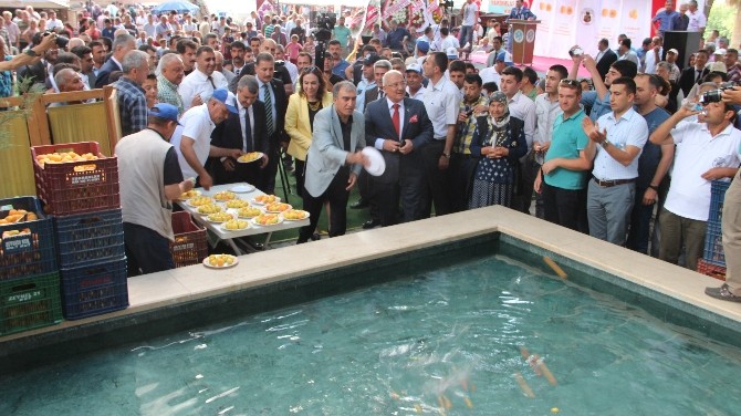 Bereket İçin Dilek Havuzuna Kayısı Döktüler