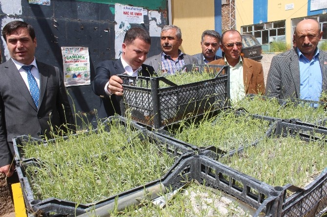 Hüyük’te Lavanta Bitkisi Üretimi Başlıyor