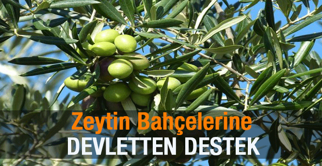 Geleneksel Zeytin Bahçelerinin Rehabilitasyonu Desteği