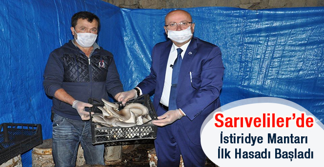 Sarıveliler’de İstiridye Mantarı Hasadı Başladı