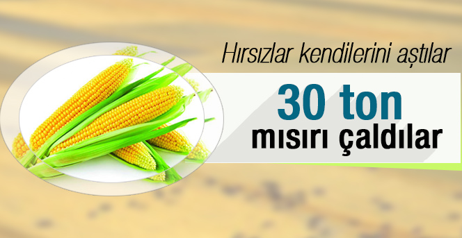 30 Ton Mısırı Çaldılar