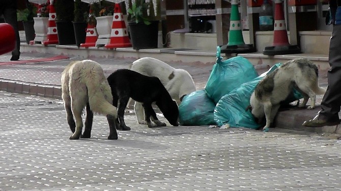 Kulu’da Sokak Köpekleri İçin “Yaşa-yaşat” Projesi