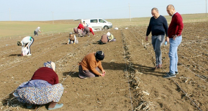 Milli tohum ıslah çalışmalarında kadın emeği