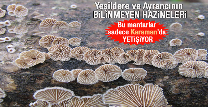 KMÜ’de Ayrancı Ve Yeşildere'deki Mantarlar Araştırıldı