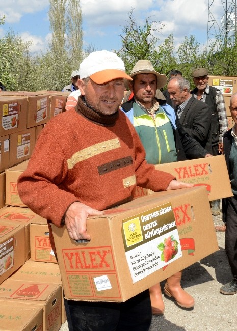 Büyükşehir’den Çiftçiye 4 Milyon Liralık Çilek Desteği