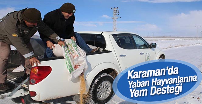 Karaman’da yaban hayvanlarına yem desteği