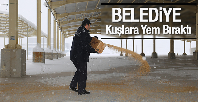 Belediye Kuşlar İçin Yem Bıraktı