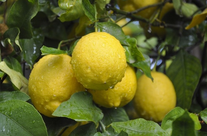 Zam Şampiyonu Limon Üreticisini Değil Tüccarı Güldürdü