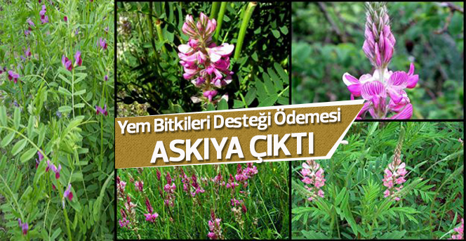 Yem Bitkileri Desteği Ödemesi Askıya Çıktı