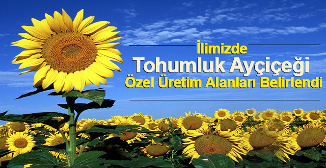 İlimizde Tohumluk Ayçiçeği Özel Üretim Alanları Belirlendi